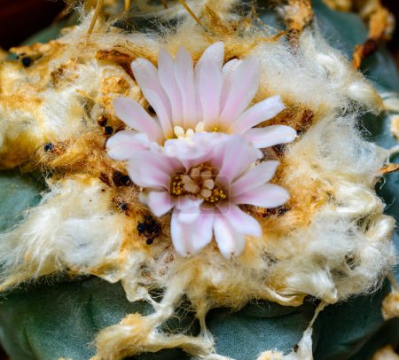 Lophophora williamsii - cactus blooming with a pink flower in the spring collection