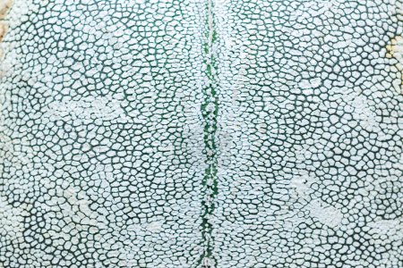 Seitenansicht, Nahaufnahme von Astrophytum-Kakteen mit kleinen Punkten am Stiel in botanischer Sammlung
