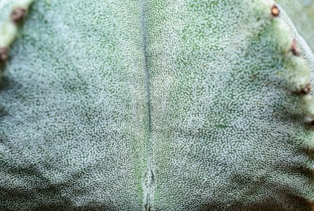 Side view, Close-up of Astrophytum cactus with small dots on stem in botanical collection