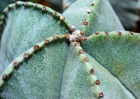 Kakteen Astrophytum myriostigma - dornenloser Kaktus mit weißer Arola in der botanischen Sammlung