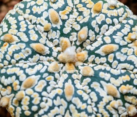 Photo for Cacti Astrophytum asterias cv. Super Kabuto, close-up of a hybrid plant from a botanical collection - Royalty Free Image