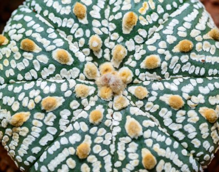 Kakteen Astrophytum asterias cv. Super Kabuto, Nahaufnahme einer Hybridpflanze aus einer botanischen Sammlung