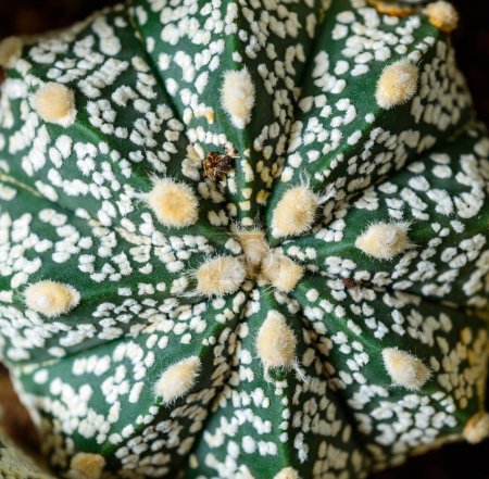 Cactus Astrophytum asterias cv. Super Kabuto, gros plan d'une plante hybride issue d'une collection botanique