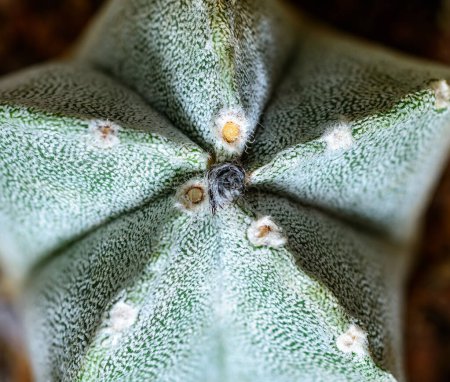 Téléchargez les photos : Cactus Astrophytum myriostigma - cactus sans épine avec arole blanche dans la collection botanique - en image libre de droit
