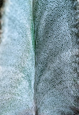 Photo for Side view, Close-up of Astrophytum cactus with small dots on stem in botanical collection - Royalty Free Image