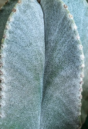 Side view, Close-up of Astrophytum cactus with small dots on stem in botanical collection