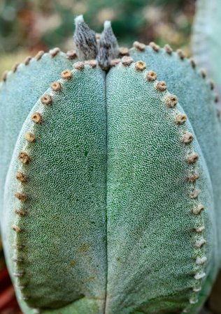 Vista lateral, primer plano del cactus Astrophytum con pequeños puntos en el tallo en la colección botánica