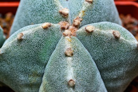 Cacti Astrophytum myriostigma - cactus sin espinas con arola blanca en la colección botánica