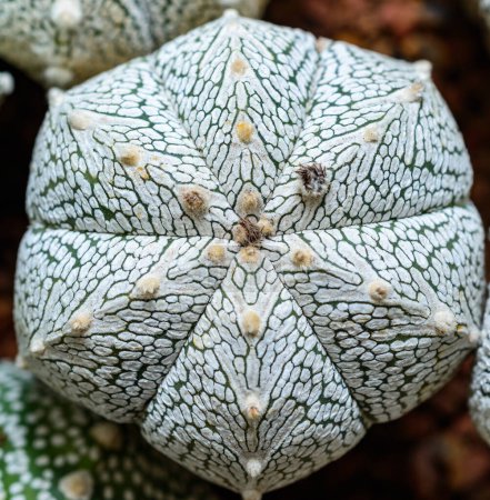 Cacti Astrophytum asterias cv. Super Kabuto, primer plano de una planta híbrida de una colección botánica