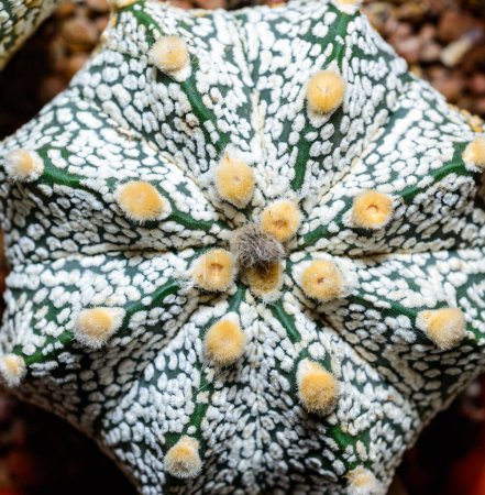 Cacti Astrophytum asterias cv. Super Kabuto, close-up of a hybrid plant from a botanical collection