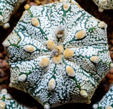 Cacti Astrophytum asterias cv. Super Kabuto, primer plano de una planta híbrida de una colección botánica
