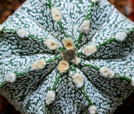 Téléchargez les photos : Cactus Astrophytum asterias cv. Super Kabuto, gros plan d'une plante hybride issue d'une collection botanique - en image libre de droit