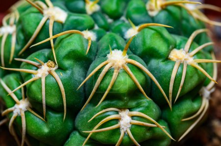 Gymnocalycium uruguayense - grüner Kaktus mit an den Körper gepressten Stacheln in einer botanischen Sammlung