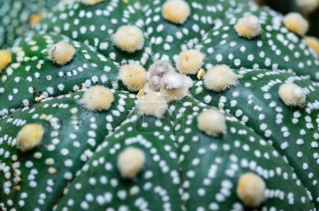 Cultivo de cactus Astrophytum asterias, primer plano de una planta híbrida de una colección botánica