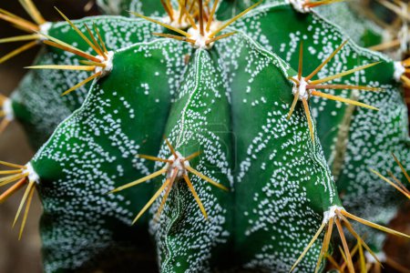 Photo for Cacti Astrophytum ornatum, the bishop cap or monk hood cactus - Royalty Free Image