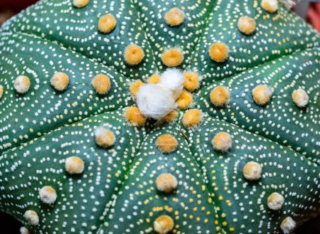 Kakteen kultivieren Astrophytum asterias, Nahaufnahme einer Hybridpflanze aus einer botanischen Sammlung