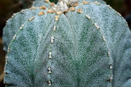 Kakteen Astrophytum myriostigma - dornenloser Kaktus mit weißer Arola in der botanischen Sammlung