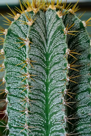 Cacti Astrophytum ornatum, the bishop cap or monk hood cactus