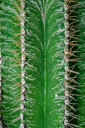 Cactus Astrophytum ornatum, la coiffe de l'évêque ou cactus de la capuche du moine