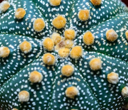 Téléchargez les photos : Cactus cultivar Astrophytum asterias, plan rapproché d'une plante hybride provenant d'une collection botanique - en image libre de droit
