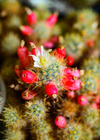 Texas Nippel-Kaktus (Mammillaria prolifera), blühender Kaktus mit kleinen gelben Dornen in einer botanischen Sammlung