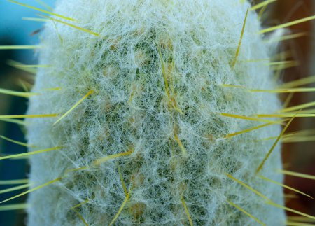 Oreocereus sp. - frostresistenter Kaktus mit flauschigen Dornen in der botanischen Sammlung
