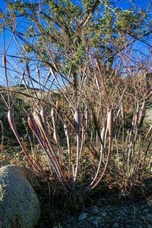 Eriogonum inflatum es una planta perenne de la familia Polygonaceae, California.