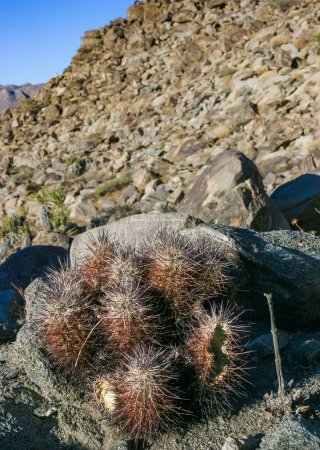 Strawberry hedgehog cactus (Echinocereus engelmannii) - a group of spiny cacti with long spines in a desert rock landscape of Joshua Tree NP, California