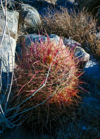 Wüstenkaktus (Ferocactus cylindraceus) - ein Kaktus mit roten Stacheln, der in einem Felsspalt in der Wüste im Joshua Tree Nationalpark in Kalifornien wächst