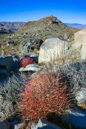 Cactus del cañón del desierto (Ferocactus cylindraceus) - un cactus con espinas rojas creciendo en una grieta rocosa en el desierto en el Parque Nacional Joshua Tree, California