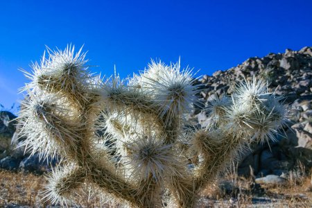  (Cylindropuntia bigelovii) - forma de cactus con largas espinas plateadas con desierto de roca cerca de Joshua Tree NP