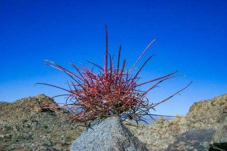 Rote Fasskakteen (Ferocactus cylindraceus) - Getrockneter toter Kaktus mit langen Stacheln vor blauem Himmel im Joshua Tree NP, Kalifornien