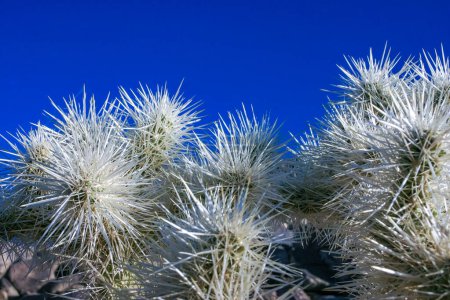 Foto de (Cylindropuntia bigelovii) - forma de cactus con largas espinas plateadas con desierto de roca cerca de Joshua Tree NP - Imagen libre de derechos