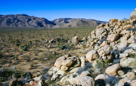 Desert stone landscape Joshua Tree, Big Rocks and Yucca Brevifolia Mojave Desert, Joshua Tree National Park, California
