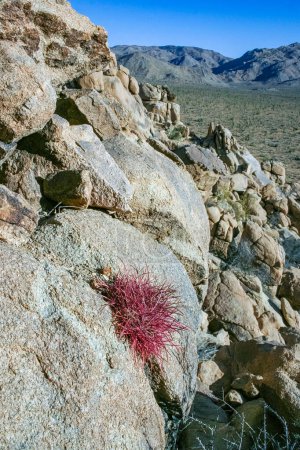 Wüstenkaktus (Ferocactus cylindraceus) - ein Kaktus mit roten Stacheln, der in einem Felsspalt in der Wüste im Joshua Tree Nationalpark in Kalifornien wächst