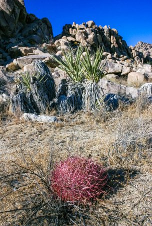 Desert barrel cactus (Ferocactus cylindraceus) - a cactus with red spines growing in a rock crack in the desert in Joshua Tree National Park, California
