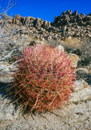 Photo for Desert barrel cactus (Ferocactus cylindraceus) - close-up of a red spine cactus in a desert landscape in Joshua Tree National Park, California - Royalty Free Image