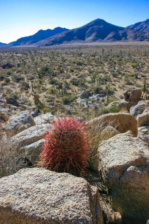 California barrel cactus, Desert barrel cactus (Ferocactus cylindraceus) - roter Stachelkaktus in Wüstenfelslandschaft im Joshua Tree National Park, Kalifornien