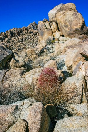 Cactus del cañón del desierto (Ferocactus cylindraceus) - un cactus con espinas rojas creciendo en una grieta rocosa en el desierto en el Parque Nacional Joshua Tree, California