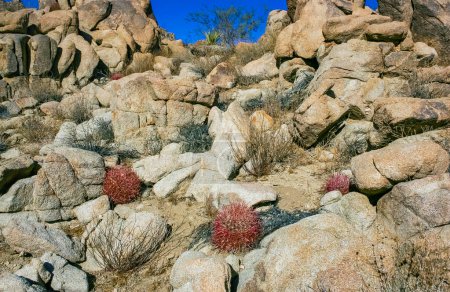 Photo for Desert barrel cactus (Ferocactus cylindraceus) - a cactus with red spines growing in a rock crack in the desert in Joshua Tree National Park, California - Royalty Free Image