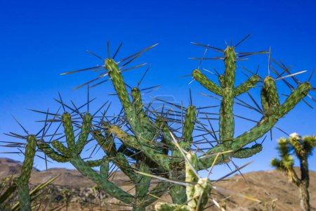 Lápiz ramificado cholla (Cylindropuntia ramosissima) tallo segmentado de un cactus con espinas largas en un desierto rocoso cerca de Joshua Tree NP, California