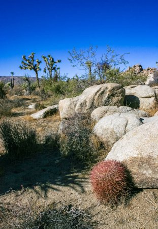 Desert barrel cactus (Ferocactus cylindraceus) - un cactus avec des épines rouges poussant dans une fissure rocheuse dans le désert dans le parc national Joshua Tree, Californie