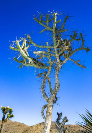 Lápiz ramificado cholla (Cylindropuntia ramosissima) tallo segmentado de un cactus con espinas largas en un desierto rocoso cerca de Joshua Tree NP, California
