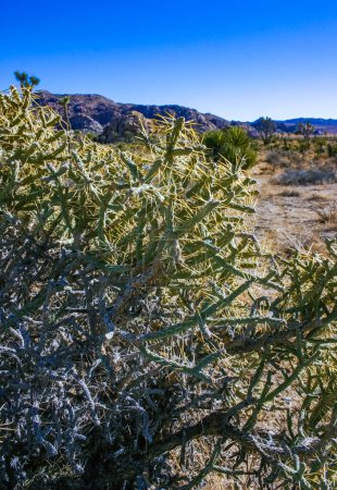 Verzweigte Bleistiftcholla (Cylindropuntia ramosissima) - segmentierter Stamm eines Kaktus mit langen Stacheln in einer Felswüste in der Nähe des Joshua Tree NP, Kalifornien