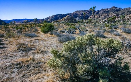 Yucca and Branched pencil cholla (Cylindropuntia ramosissima) - segmentierter Stamm eines Kaktus mit langen Stacheln in einer Felswüste in der Nähe des Joshua Tree NP, Kalifornien