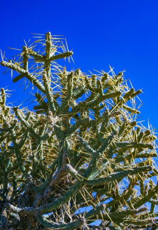 Cholla à crayon ramifié (Cylindropuntia ramosissima) - tige segmentée d'un cactus à longues épines dans un désert rocheux près de Joshua Tree NP, Californie