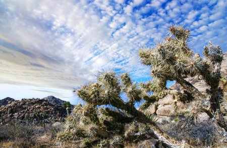 Photo for Cylindropuntia bigelovii - cactus shape with long silvery spines with rock desert near Joshua Tree NP - Royalty Free Image