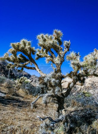  (Cylindropuntia bigelovii) - forma de cactus con largas espinas plateadas con desierto de roca cerca de Joshua Tree NP