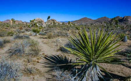 Paysage rocheux, Yucca Brevifolia Désert de Mojave Joshua Tree National Park, CA