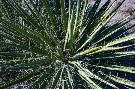 Yucca carnerosana - Nahaufnahme eines jungen Yucca-Baumes, der in einem Felsspalt in einer Felswüste im Joshua Tree Nationalpark in Kalifornien wächst